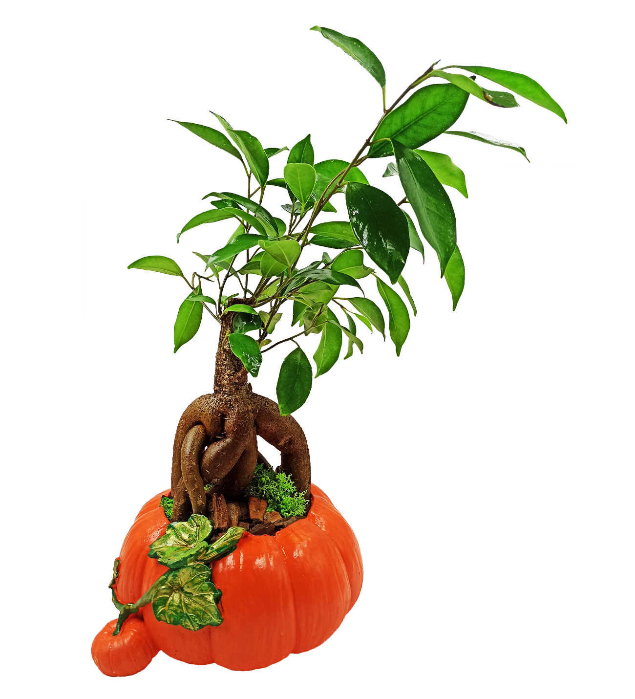 Pumpkin Bonsai