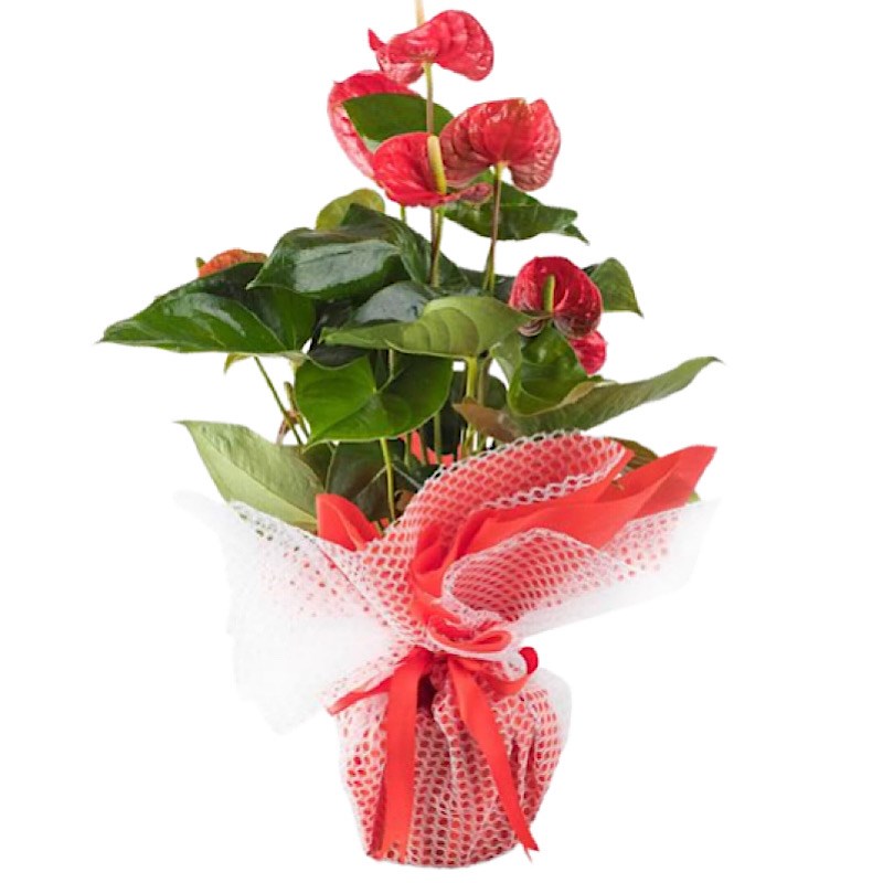 Premium Antoryum Çiçeği Kırmızı