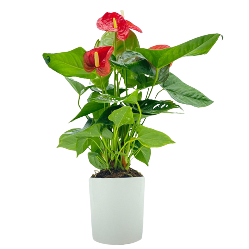 Kırmızı Antoryum Çiçeği Seramik Saksılı