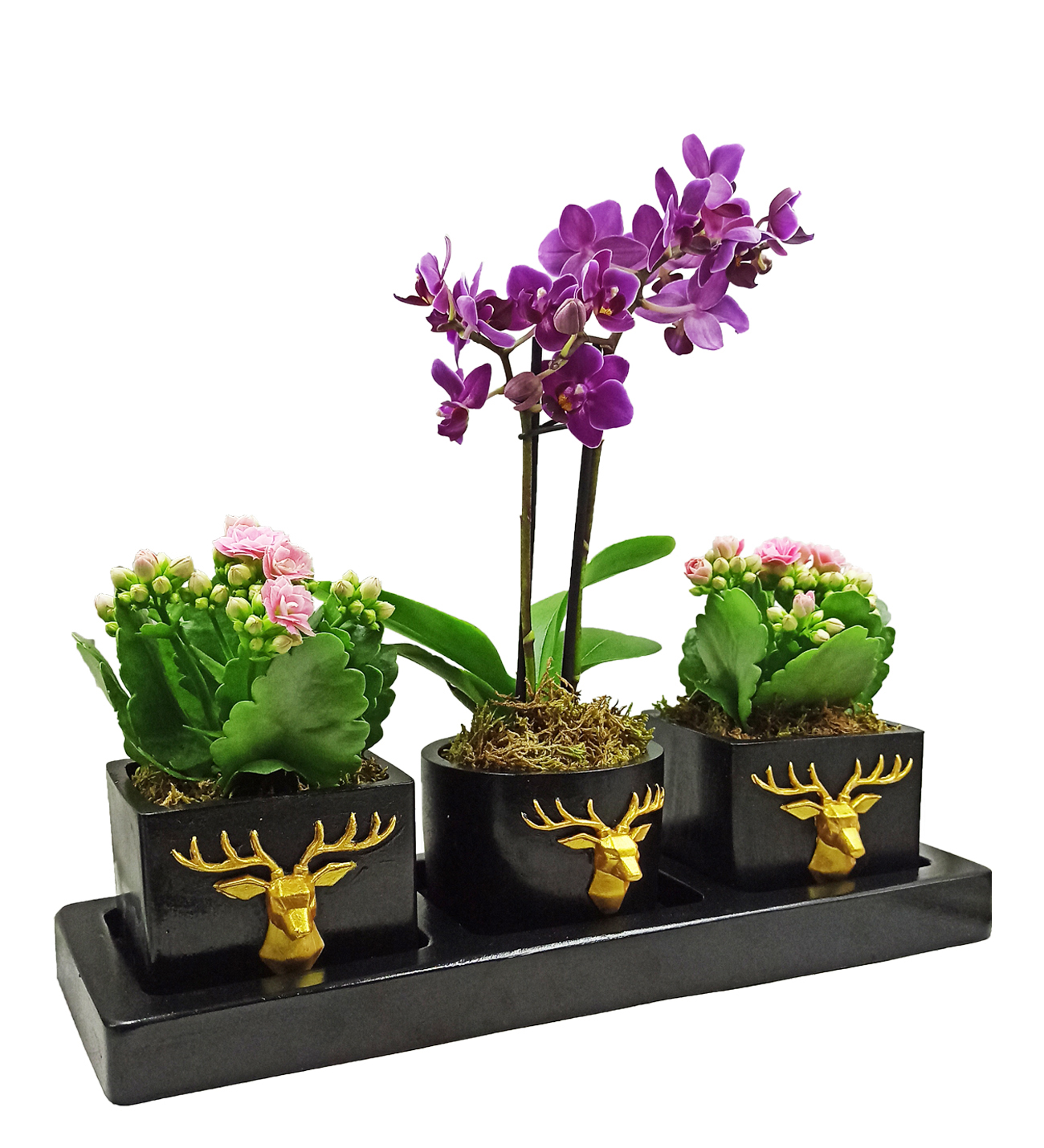 Üçlü Geyik Serisi Mini Orkide ve Kalanchoe