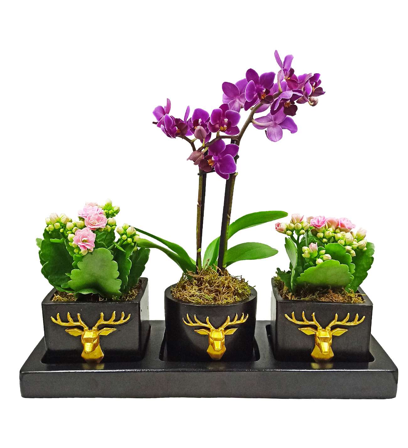 Üçlü Geyik Serisi Mini Orkide ve Kalanchoe