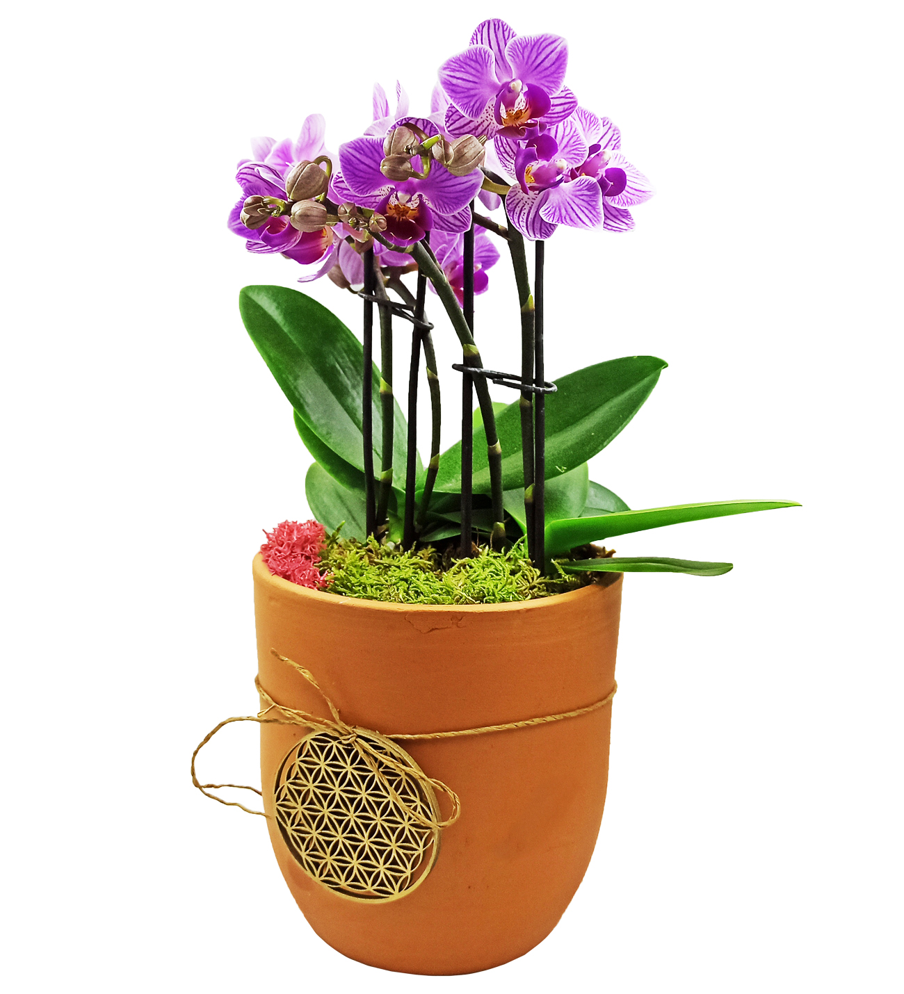 Aura Yaşam Çiçeği İkili Mini Orkide