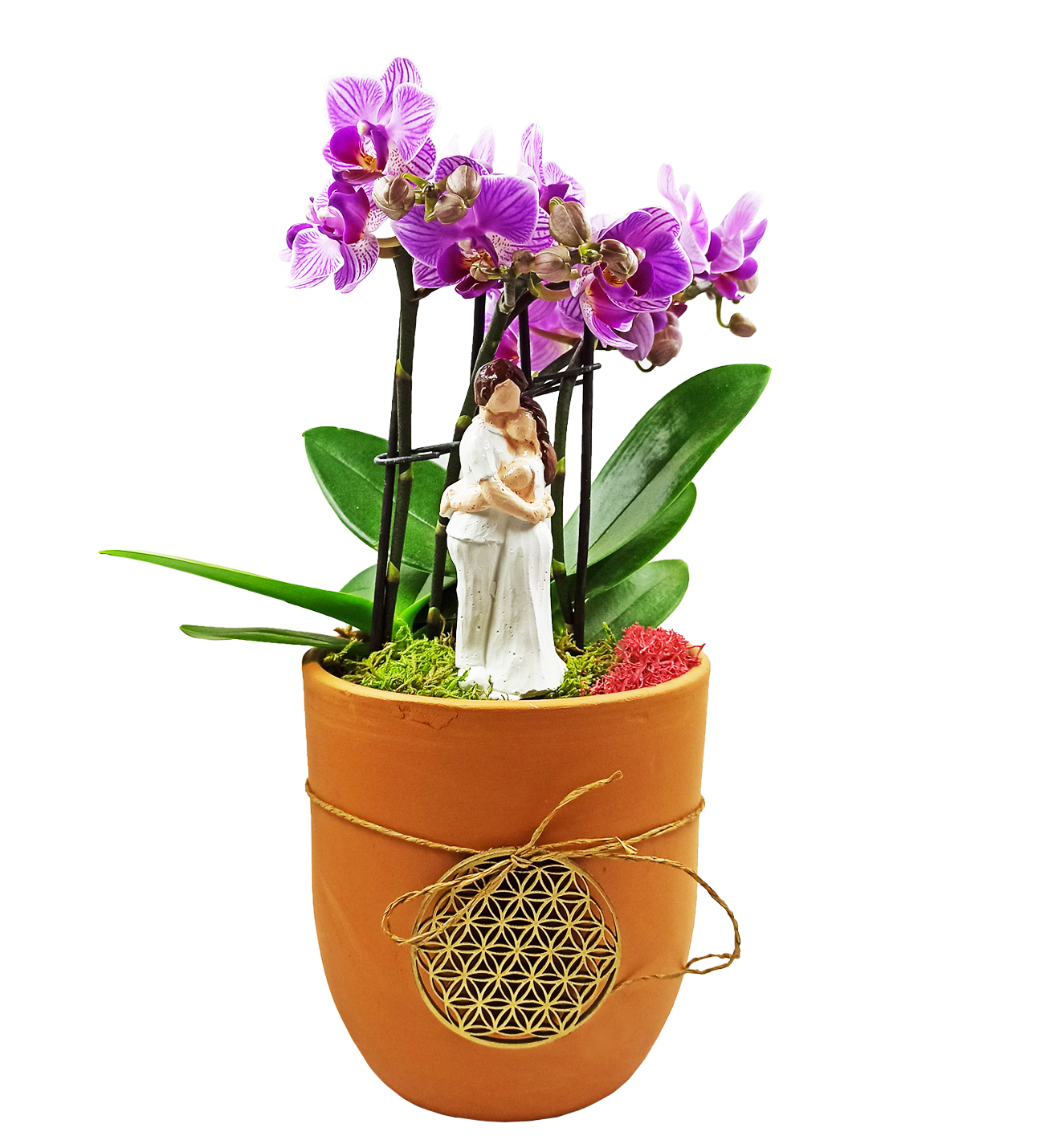 Aura Yaşam Çiçeği İkili  Mini Orkide Sarılan Çift