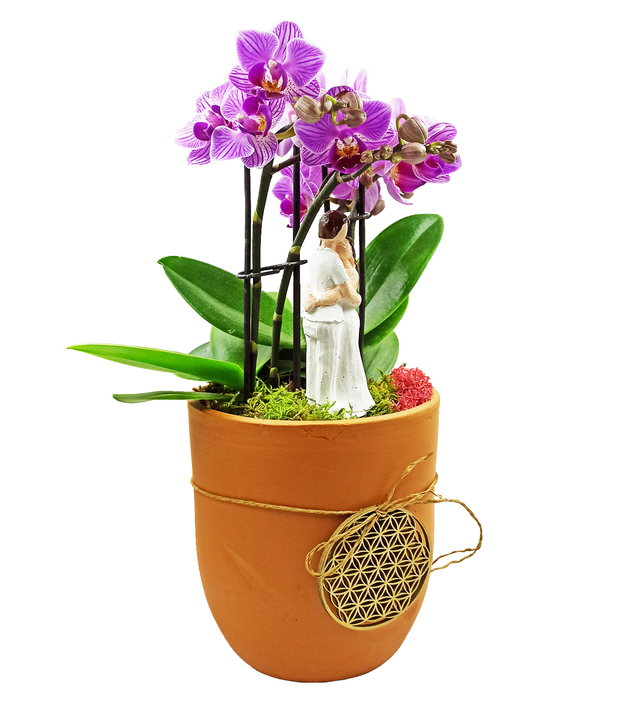 Aura Yaşam Çiçeği İkili  Mini Orkide Sarılan Çift
