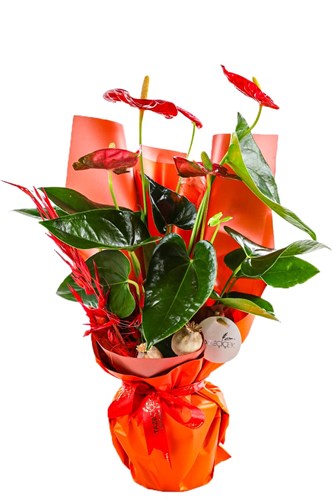 Anthurium Fever