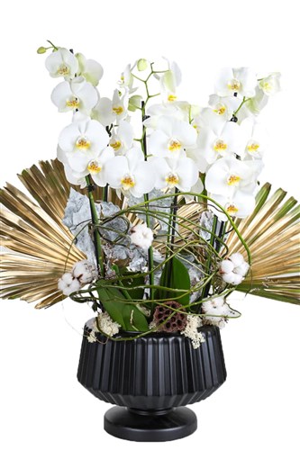 Bigger White Orchid