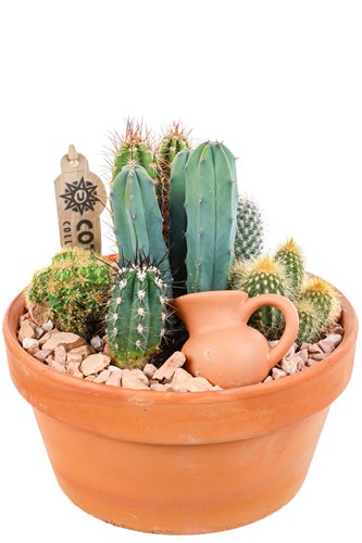 Boho Green Terracotta Kaktüs