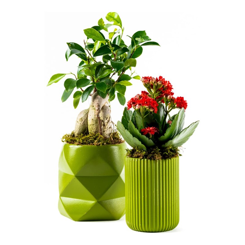 Bonsai & Kalanchoe Taze Çiçek