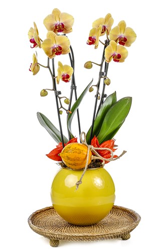 Deluxe Yellow Curly Orchid