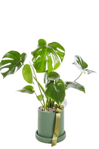 Monstera Deliciosa Deve Tabanı