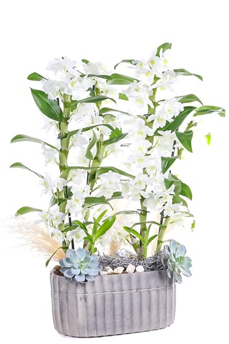 Double White Dendrobium