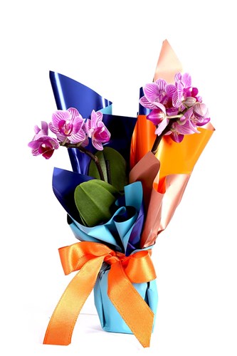 Elegance Blue Mini Orkide