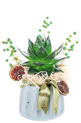 Emerald Aloe Cosmo