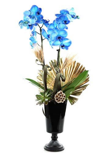 Golden Blue Orchid