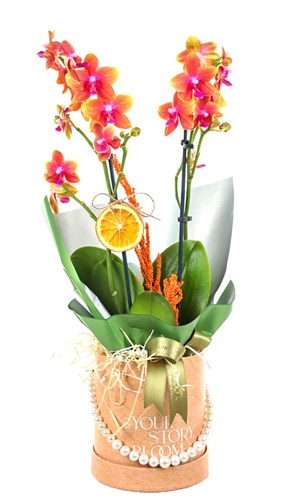 Golden Elegance Orkide