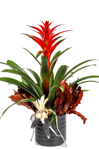 Guzmania Of Effect