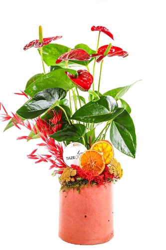 Hot Anthurium