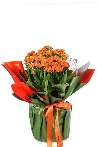 Joyful Orange Kalanchoe