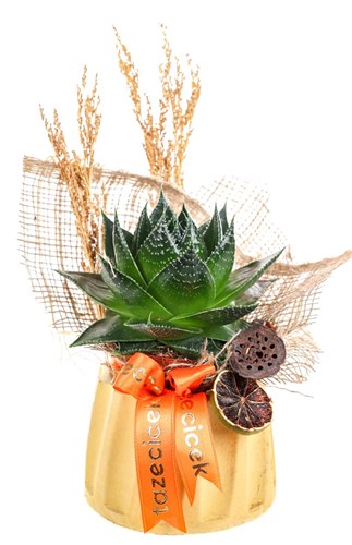Luminous Aloe Cosmo