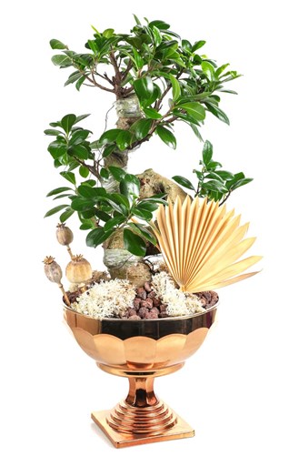 Luxury Bonsai Tree