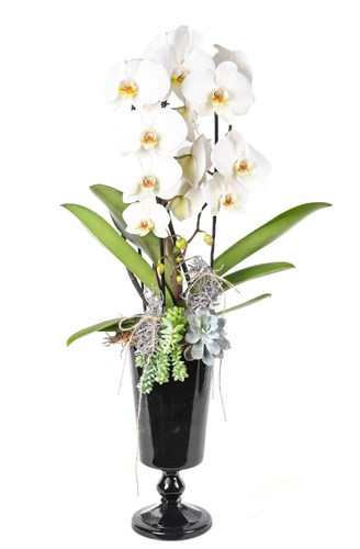 Luxury Model Orchid