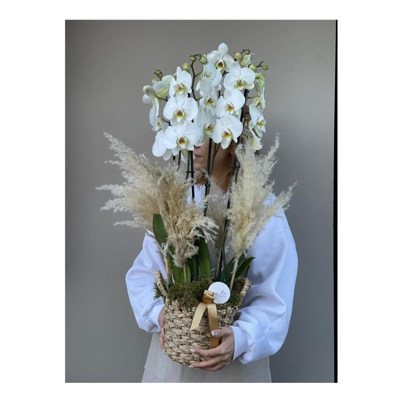 Natural Luxury Design White Orchid Dream (4 Dal ) Taze Çiçek