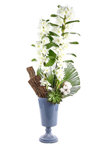 Nature Breeze White Dendrobium