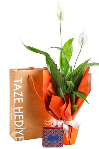 New Gift Box & Spathiphyllum