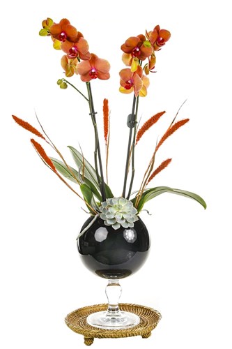 Orange Orchid İn Glass