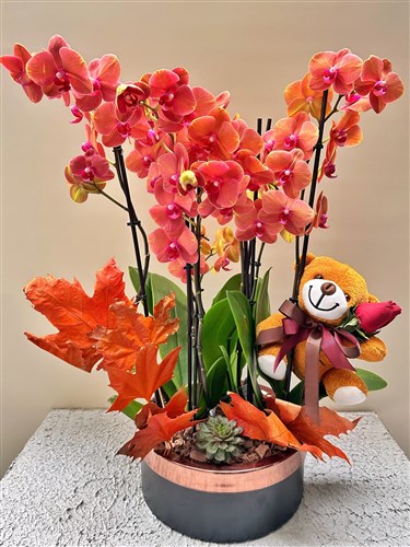 Orange Teddy Luxury Orchid