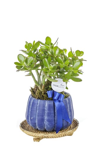 Blue Luck Crassula Ovata