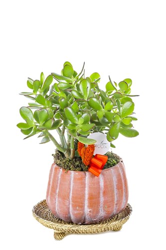 Orange Love Crassula