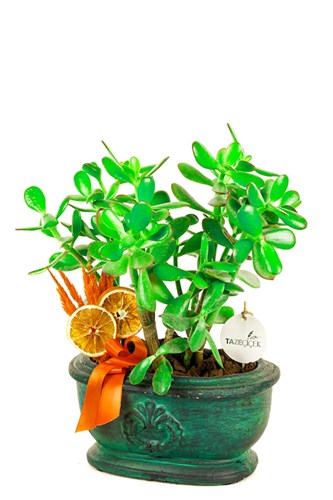 Green Money Tree