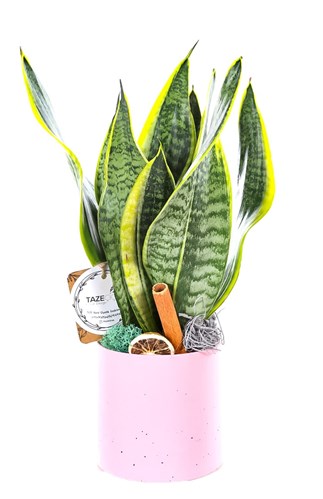 Pink Marble Sanseveria Bitkisi