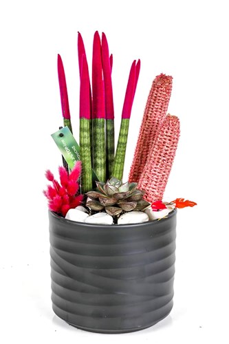 Pink Sansevieria Show