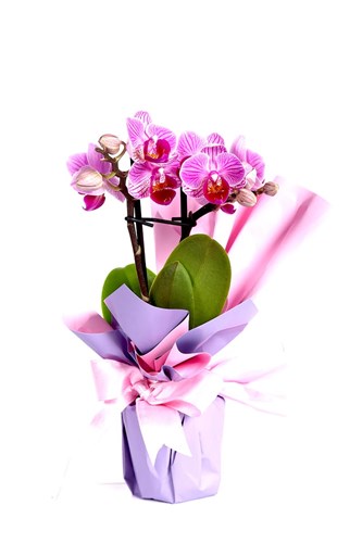 Purple Dream Mini Orkide
