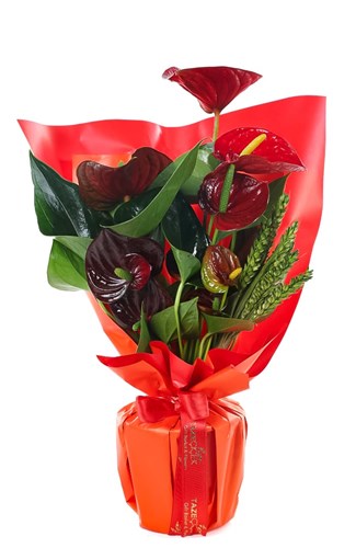 Red Anthurium Çiçeği