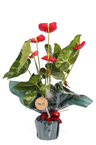 Red Anthurium Çiçeği