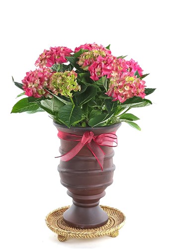 Red Hydrangea