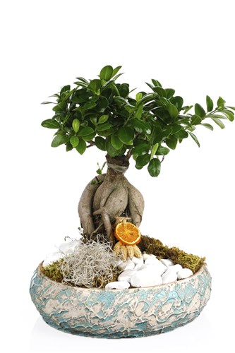 Seeds of Life Bonsai