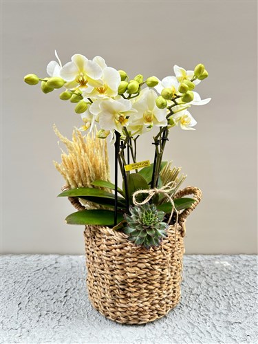 Straw Bag Orchid