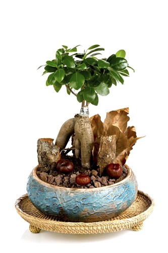 True Affection Bonsai