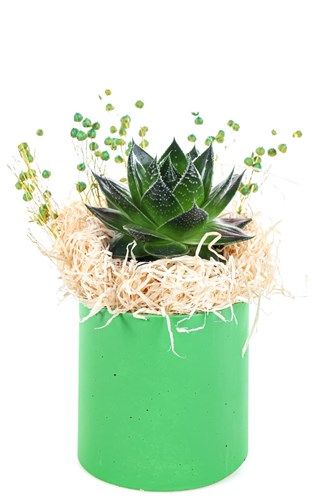 Urban Aloe Cosmo