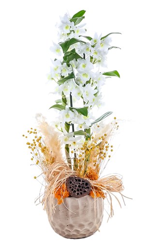 White Art Dendrobium