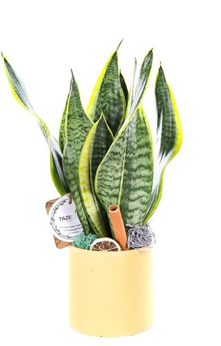 Yellow Marble Sanseveria Bitkisi