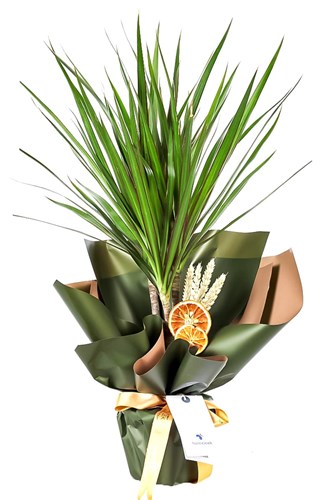 Yeşilin Sırrı Tekli Dracena Marginata