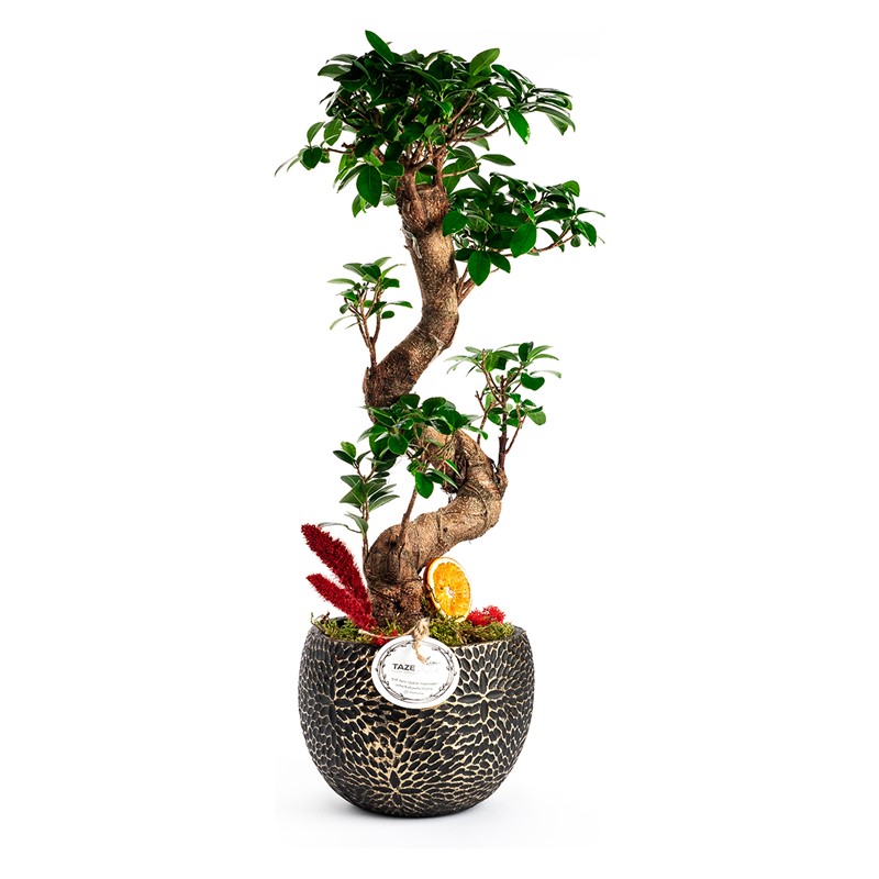 Yin Yang Bonsai Taze Çiçek 