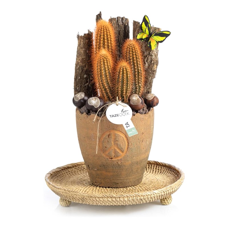 Based of Naturalness Cactus