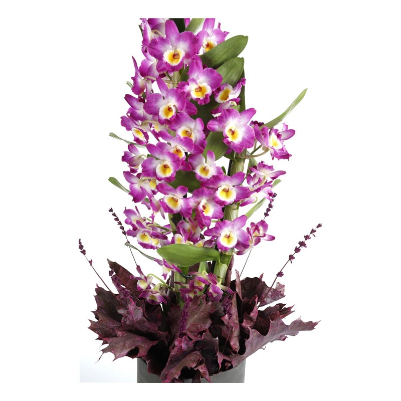 Masterful Watercolor Dendrobium