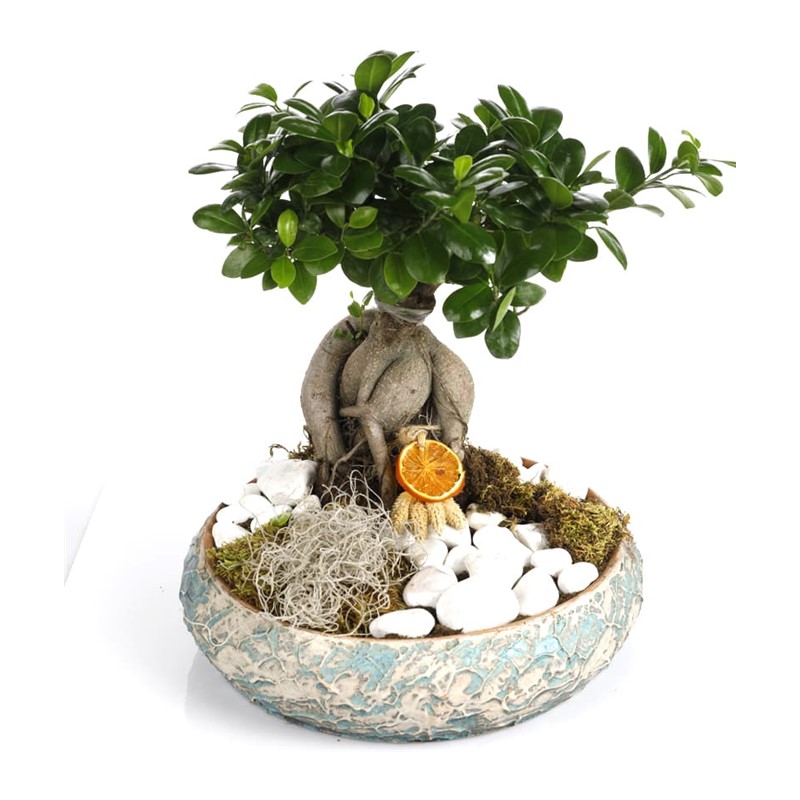 Seeds of Life Bonsai